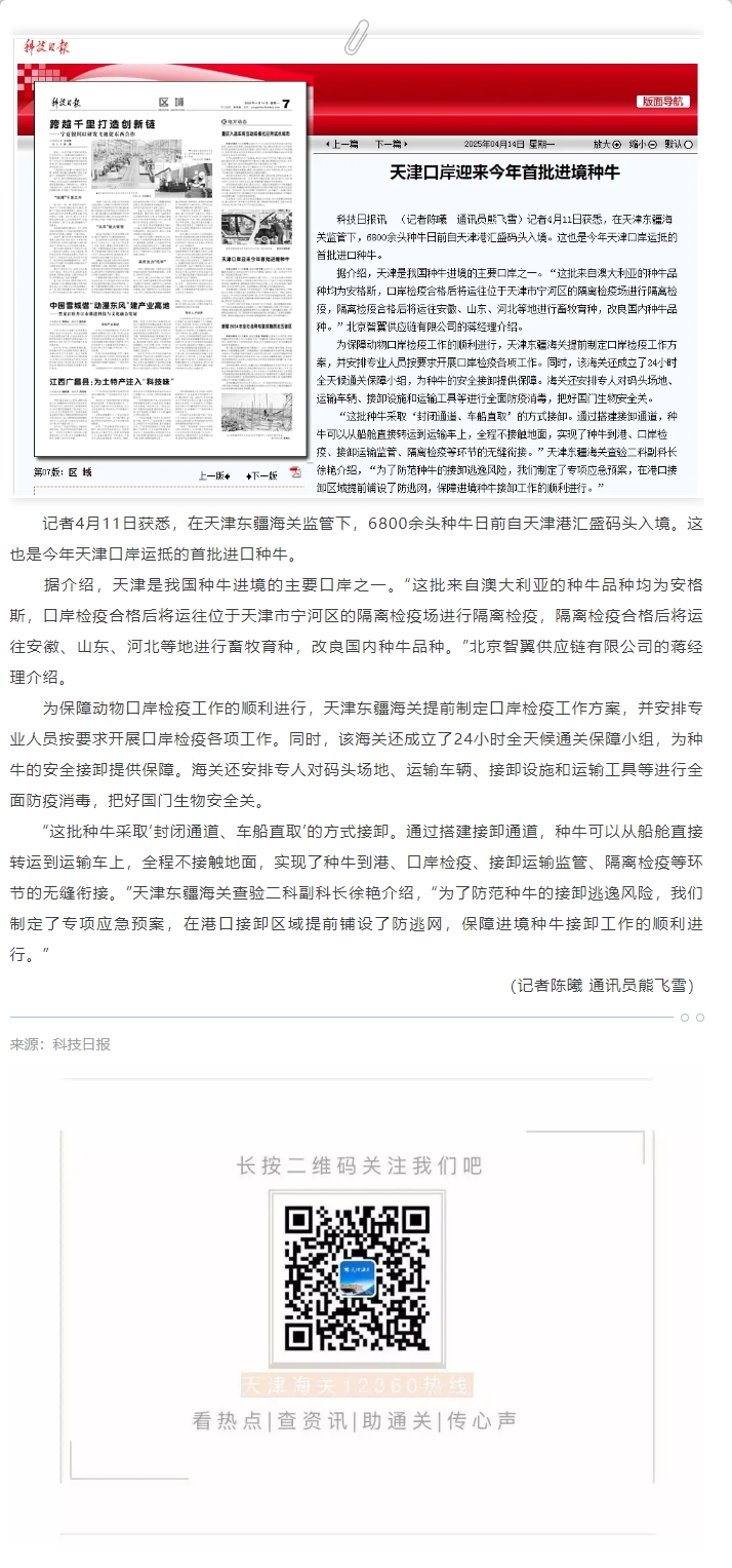 【津关发布】天津口岸迎来今年首批进境种牛