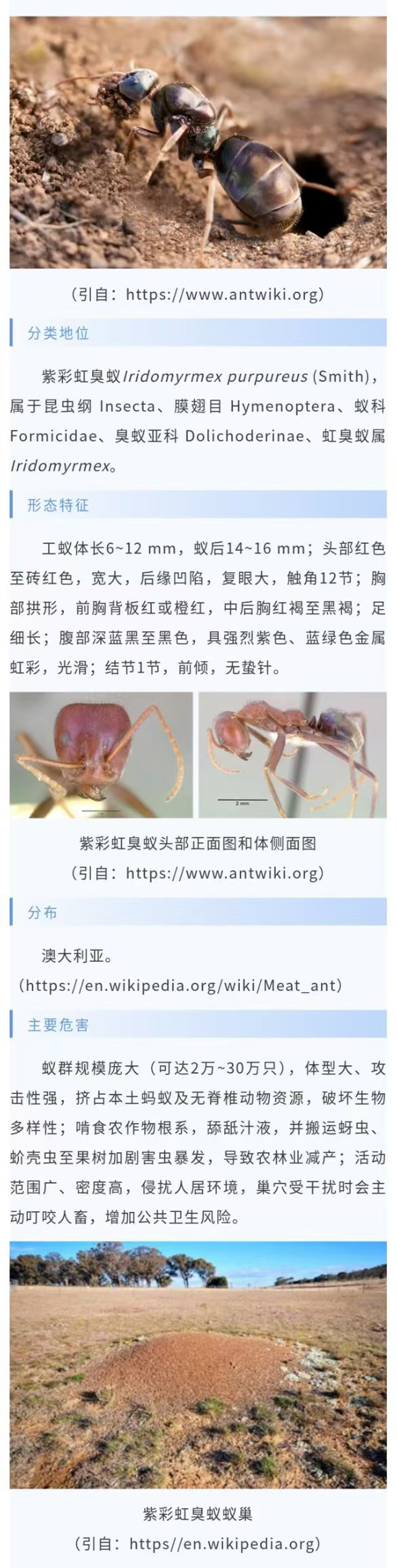 紫彩虹臭蚁-1