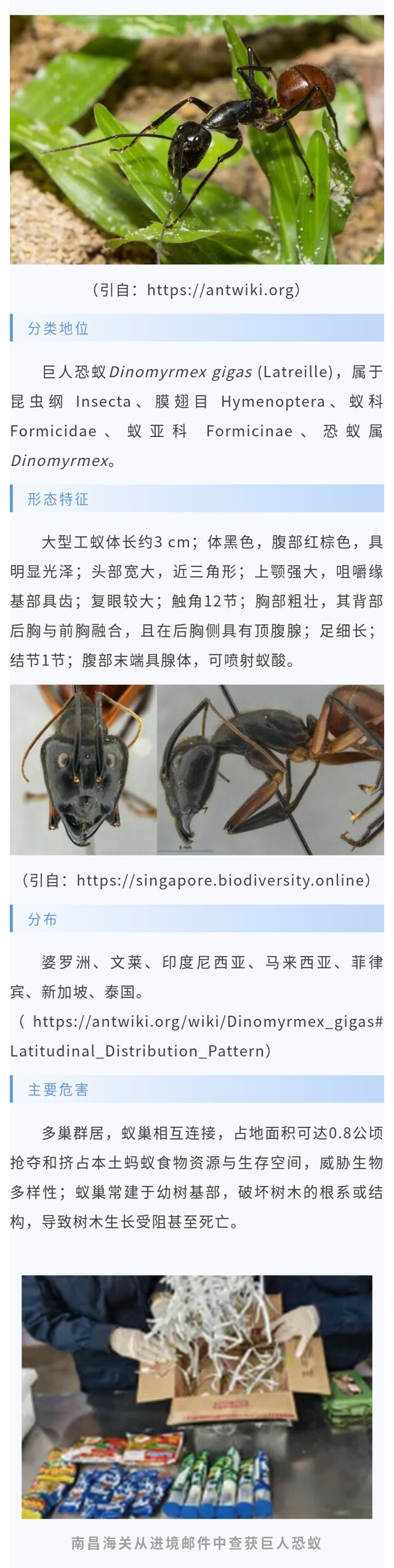 巨人恐蚁-1
