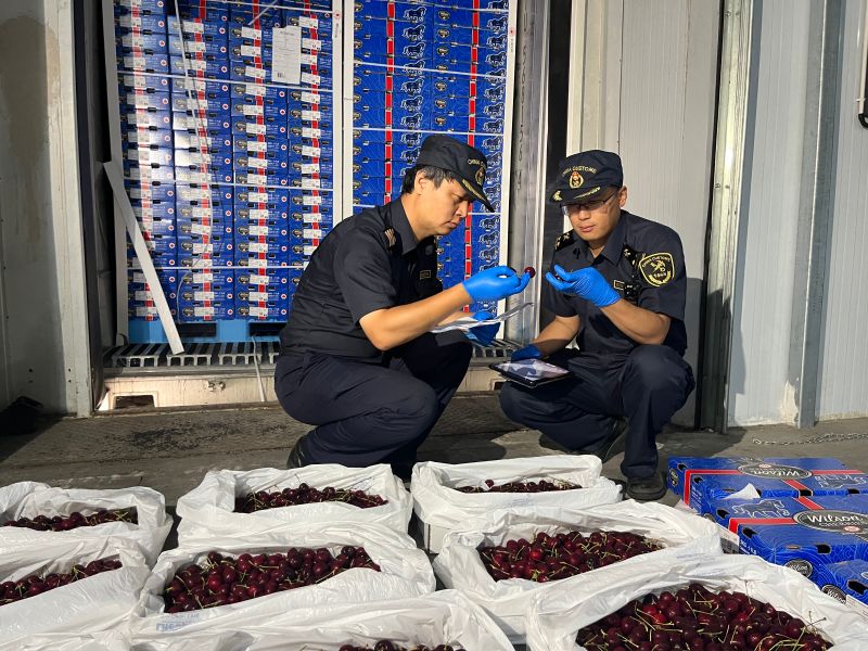 天津口岸首次进口加拿大车厘子（图）