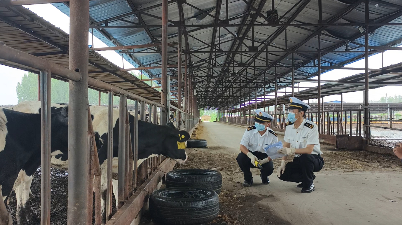海关助力天津活牛出口乌兹别克斯坦（图）